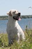 LABRADOR 046